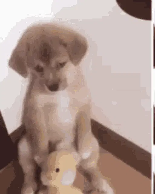 Cachorrinho triste com patinho