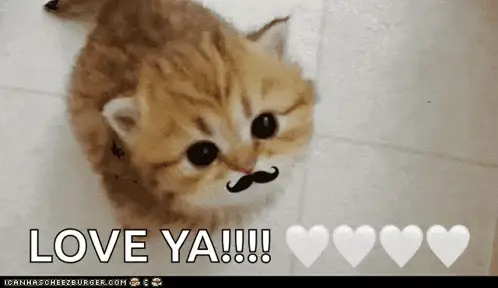 Gatinho fofo de bigode