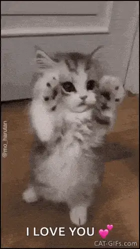 Gatinho fofo eu te amo